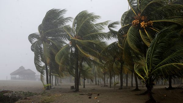 Palm trees sway in the wind as Hurricane Eta approaches, in Tela, Honduras November 3, 2020. - Sputnik International