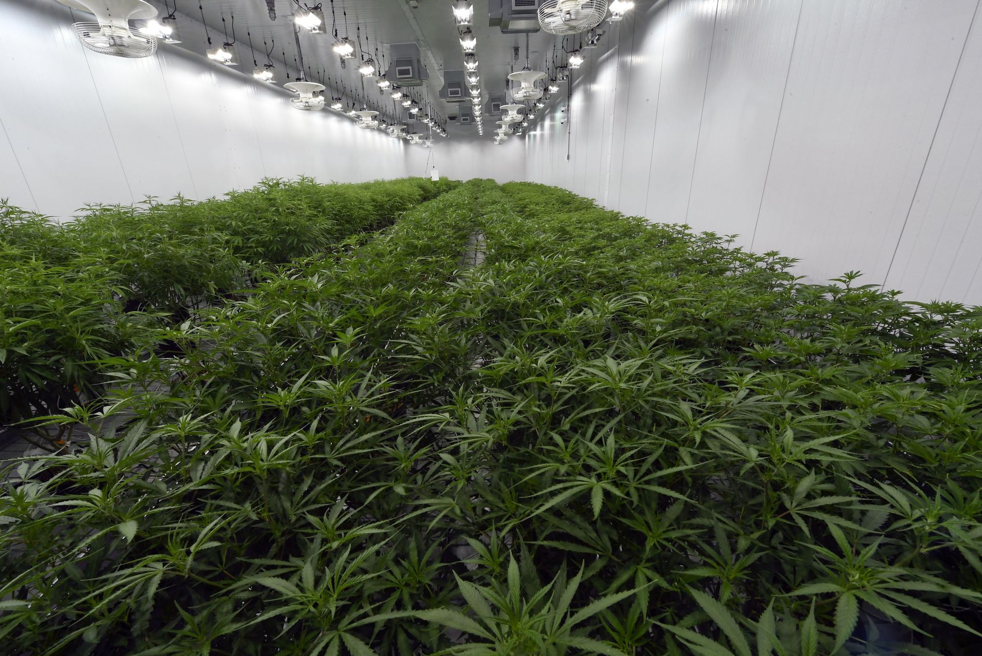 Weed Stocks Fluctuate Dramatically After Redditors Set Eyes on Cannabis Companies Weed Stocks Fluctuate Dramatically After Redditors Set Eyes on Cannabis Companies - Sputnik International, 1920, 12.02.2021