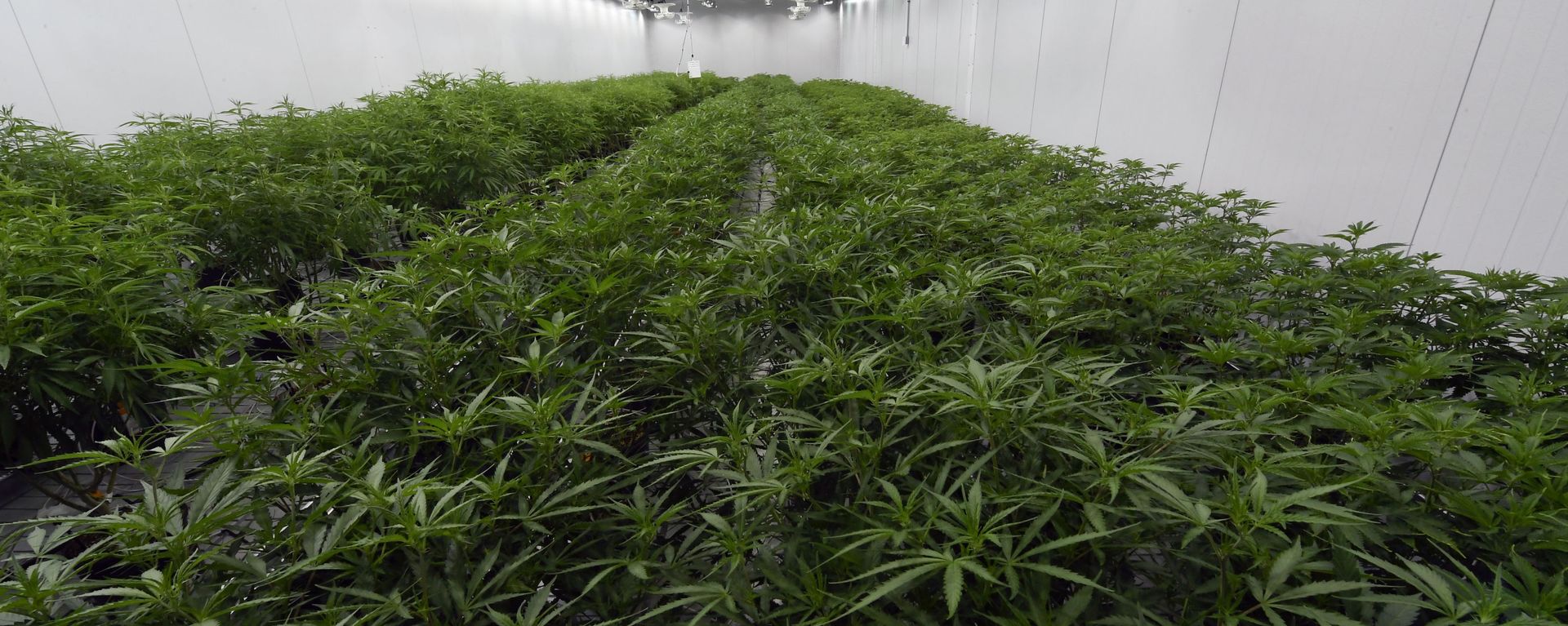 This Aug. 22, 2019 photo shows medical marijuana plants being grown before flowering during a media tour of the Curaleaf medical cannabis cultivation and processing facility in Ravena, N.Y. - Sputnik International, 1920, 01.04.2022