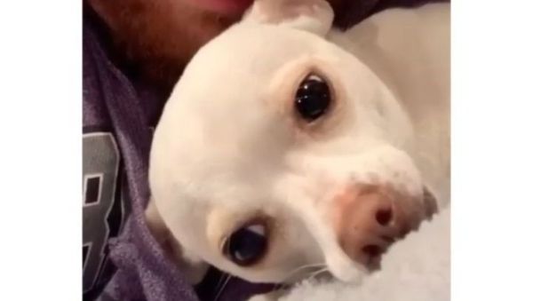 whining doggo - Sputnik International