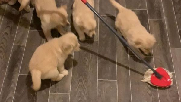 Golden retriever pups playing - Sputnik International