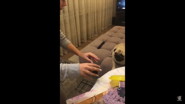 That’s Mine! Defensive Pug Protects Cake From Human - Sputnik International