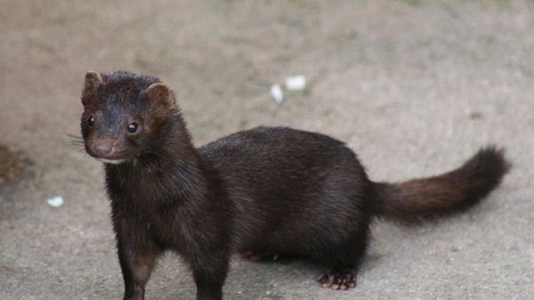American Mink - Sputnik International