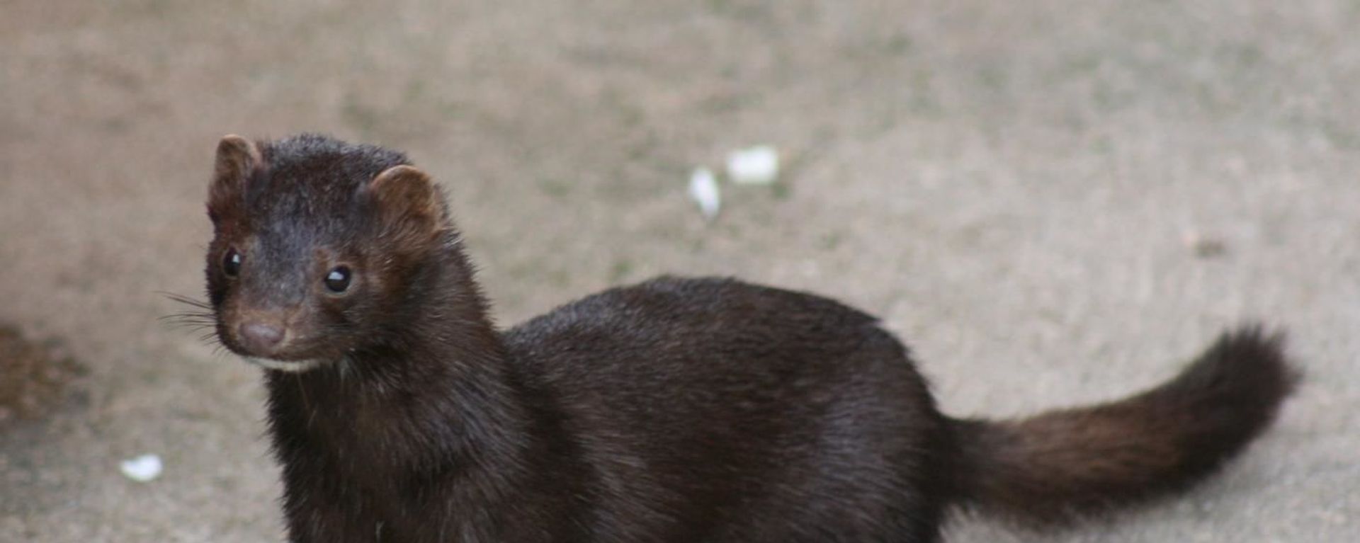 American Mink American Mink - Sputnik International, 1920, 11.01.2022