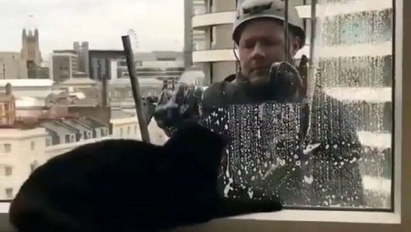 Cat - Sputnik International
