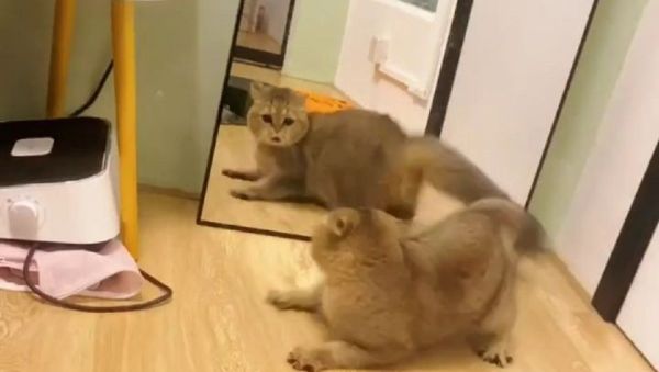 Cat - Sputnik International