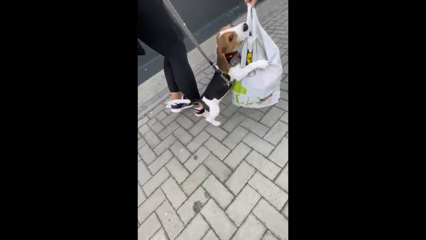 Beagle Pup Demands to See Groceries - Sputnik International