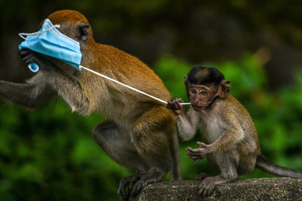 Macaque monkeys play with a face mask, used as a preventive measure against the spread of the COVID-19 novel coronavirus, left behind by a passerby in Genting Sempah in Malaysia’s Pahang state on 30 October 2020.  - Sputnik International
