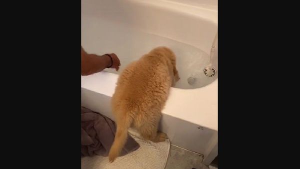Puppy Bath! - Sputnik International