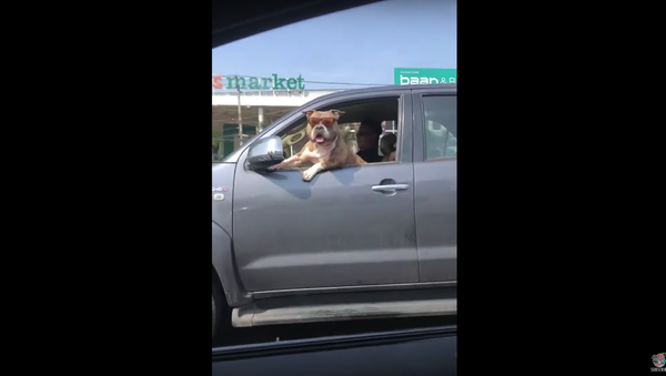 Stylish Pup Sports Sunglasses During Joyride - Sputnik International