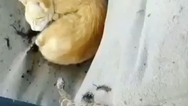 A cat and a snake - Sputnik International
