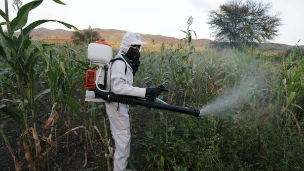 A man sprays pesticides against a swarm of locusts at a farm in Jawaha village near Kamise town, Amhara region, Ethiopia October 15, 2020. Picture taken October 15, 2020 - Sputnik International
