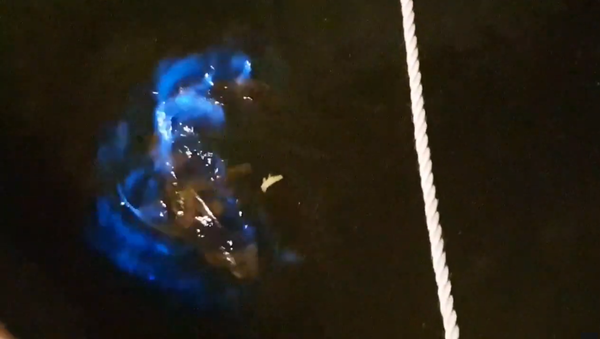 Shark Glows in Bioluminescent Tasmanian Waters - Sputnik International