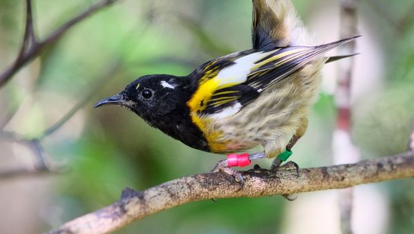 Male hihi (stitchbird) flicking up its tail feathers - Sputnik International