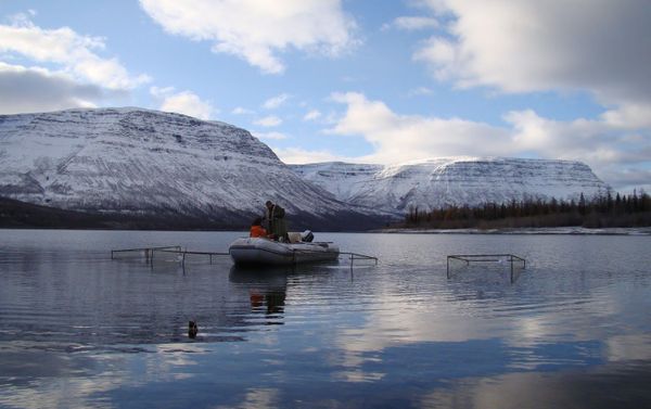 Scientists from the Siberian Federal University (SibFU), as part of a research team, studied the life features of the salmonid fish of the Salvelinus genus (charr) - Sputnik International