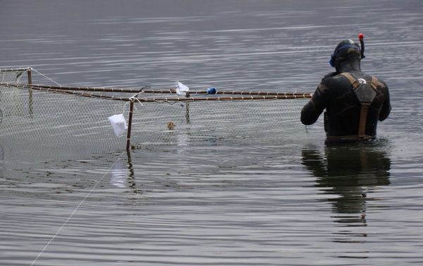 Scientists from the Siberian Federal University (SibFU), as part of a research team, studied the life features of the salmonid fish of the Salvelinus genus (charr) - Sputnik International