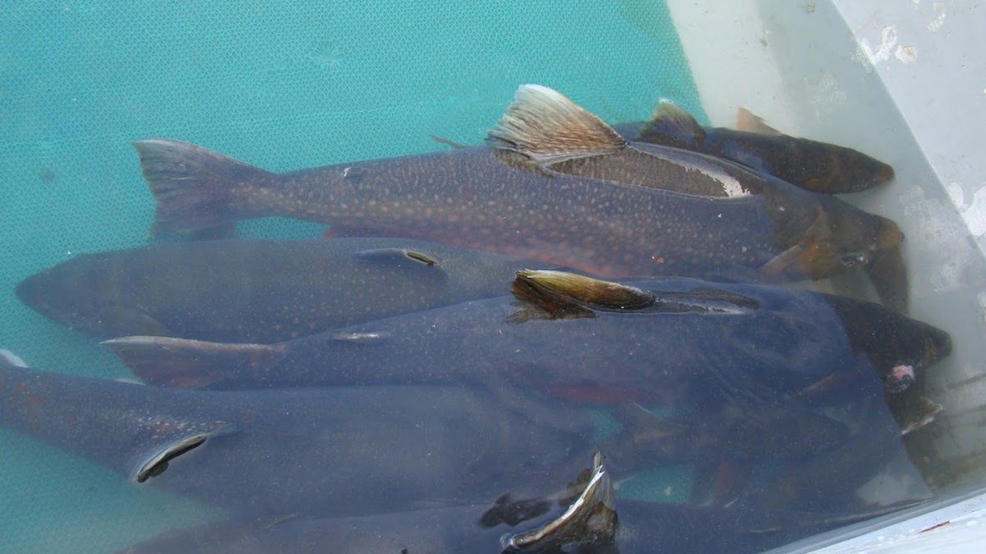 Scientists from the Siberian Federal University (SibFU), as part of a research team, studied the life features of the salmonid fish of the Salvelinus genus (charr) - Sputnik International, 1920, 31.08.2023