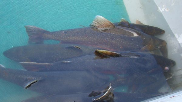 Scientists from the Siberian Federal University (SibFU), as part of a research team, studied the life features of the salmonid fish of the Salvelinus genus (charr) - Sputnik International