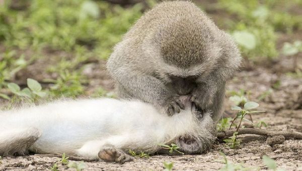 Astonishing images show monkey 'giving CPR and mouth-to-mouth' to 'wounded' mate - Sputnik International