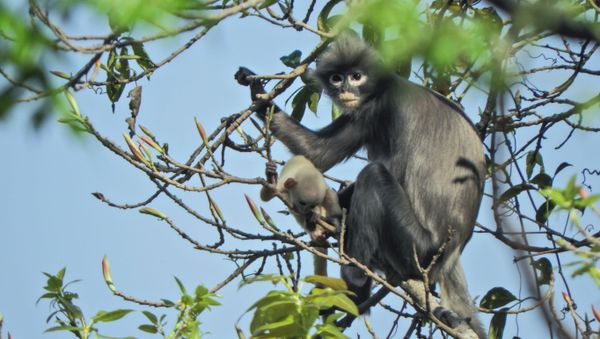 A handout picture made available by the German Primate Center (DPZ)- Leibniz Institute for Primate Research on November 10, 2020,   shows an adult female and juvenile Popa langur (Trachypithecus popa) in the crater of Mount Popa, Myanmar Myanmar on February 26, 2018 - Sputnik International