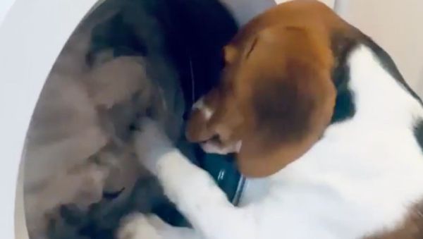 Upset Beagle Demands Return of Blanket - Sputnik International