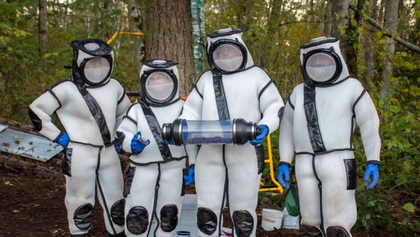 Washington State Department of Agriculture entomologists complete an operation to vacuum a colony of Asian giant hornets in Blaine - Sputnik International