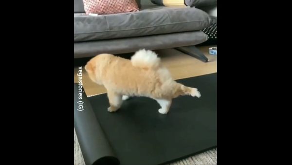 Humor And Animals  - Sputnik International