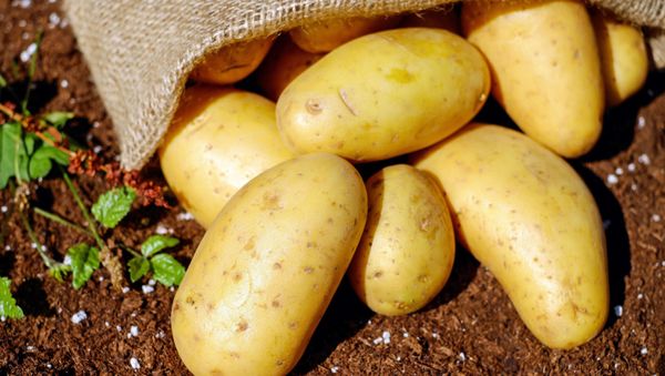Potato - Sputnik International