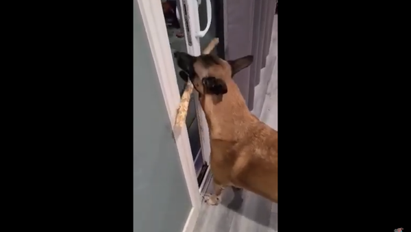 Belgian Malinois Hits Snag, Can’t Get Stick Past Door - Sputnik International