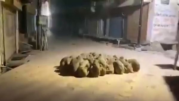 In the depths of winter monkeys tend to stay still to conserve energy and cuddle with each other to stay warm - Sputnik International