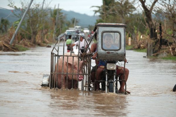 A motorcycle carrying a pig crosses a road in Albay province, central Philippines which has been flooded because of Typhoon Vamco on Thursday, 12 November 2020. A motorcycle carrying a pig crosses a road in Albay province, central Philippines which has been flooded because of Typhoon Vamco on Thursday, 12 November 2020. - Sputnik International