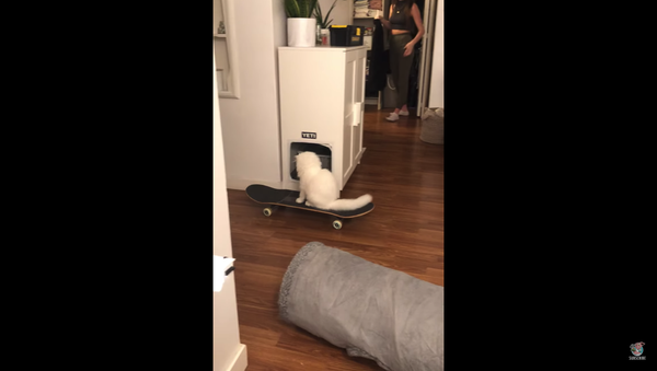 Cool Cat Shows Off Skateboarding Skills - Sputnik International