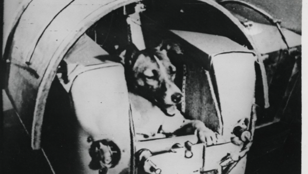 The dog Laika, first animal to orbit the Earth, before launch, November 3, 1957.  - Sputnik International