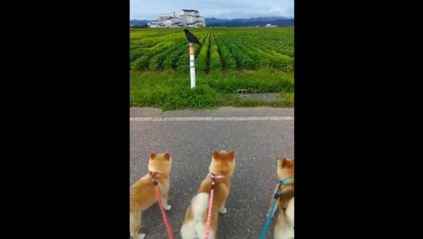 shiba inu - Sputnik International