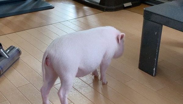 Pig and vacuum cleaner - Sputnik International