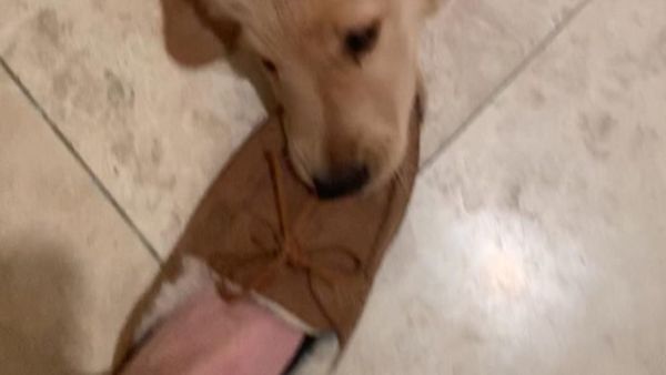 Golden retriever puppy - Sputnik International