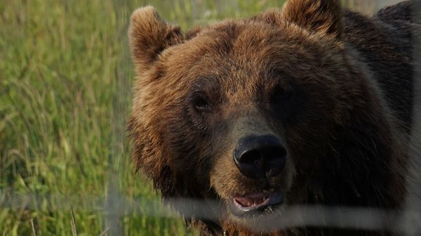 Brown bear - Sputnik International