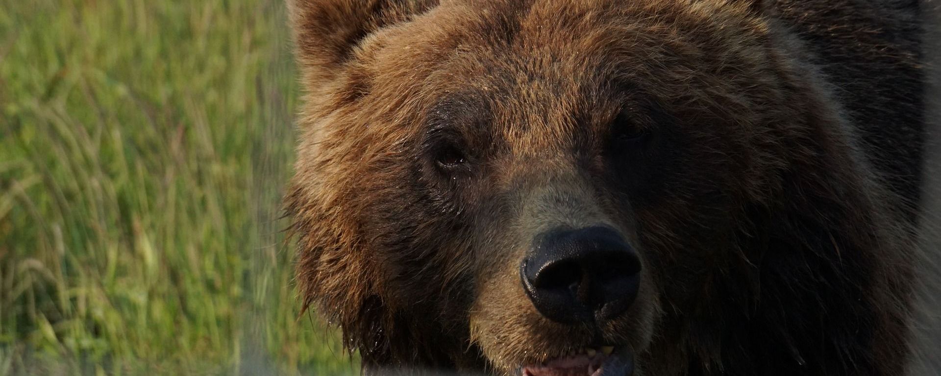 Brown bear - Sputnik International, 1920, 05.10.2022