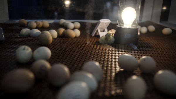 The chick hatching display is back, in the Weis Expo Hall, at the 101st Pennsylvania Farm Show in Harrisburg, Thursday, Jan. 5, 2017. The display, and poultry exhibitors, are back this year after being absent from last year's farm show to prevent the spread of avian influenza. The Farm Show opens Saturday, Jan. 7. - Sputnik International