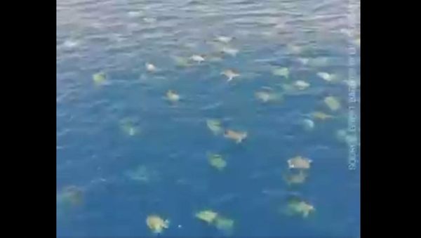Drone captures over 64,000 sea turtles in Great Barrier Reef - Sputnik International
