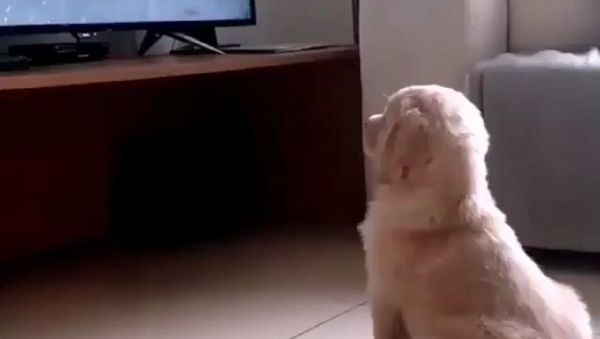 Dog - Sputnik International