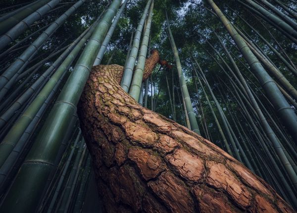The International Landscape Photographer of the Year Selects Best Photos of 2020 The International Landscape Photographer of the Year Selects Best Photos of 2020 - Sputnik International