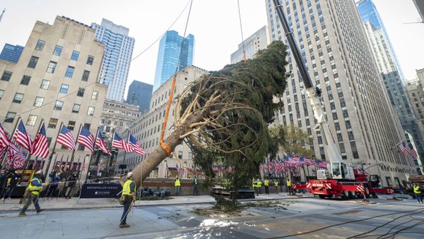 The 2020 Rockefeller Center Christmas tree, a 75-foot tall, 11-ton Norway Spruce from Oneonta, N.Y., is craned into place, Saturday, Nov. 14, 2020, in New York. The tree is presented to New York and the world by Tishman Speyer, the owners of Rockefeller Center.  - Sputnik International