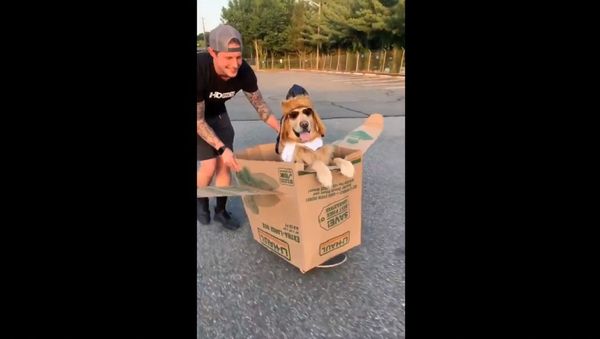 Golden Retriever Channel  - Sputnik International
