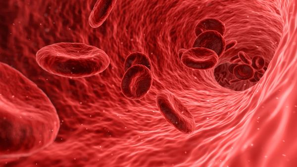 Blood vessel - Sputnik International