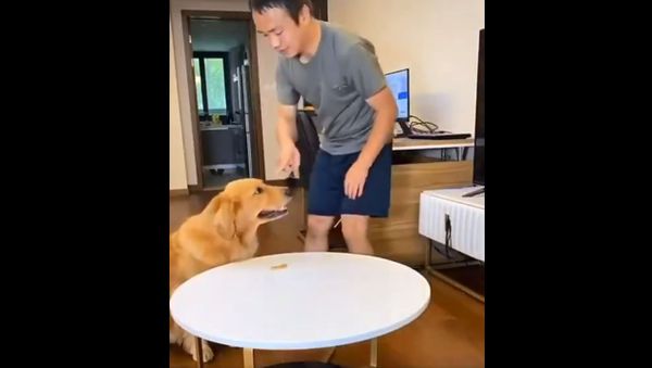 Dog - Sputnik International