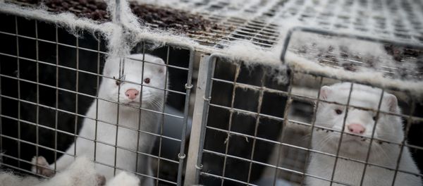 This file photo taken on November 6, 2020 shows mink looking out from their cage at the farm of Henrik Nordgaard Hansen and Ann-Mona Kulsoe Larsen as they have to kill off their herd, which consists of 3000 mother mink and their cubs on their farm near Naestved, Denmark. - A mutated version of the new coronavirus detected in Danish minks that raised concerns about the effectiveness of a future vaccine has likely been eradicated, Denmark's health ministry said Thursday, November 19, 2020. This file photo taken on November 6, 2020 shows mink looking out from their cage at the farm of Henrik Nordgaard Hansen and Ann-Mona Kulsoe Larsen as they have to kill off their herd, which consists of 3000 mother mink and their cubs on their farm near Naestved, Denmark. - A mutated version of the new coronavirus detected in Danish minks that raised concerns about the effectiveness of a future vaccine has likely been eradicated, Denmark's health ministry said Thursday, November 19, 2020. - Sputnik International