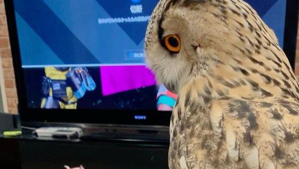 Owl - Sputnik International
