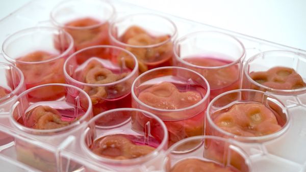 A photo of Ouroboros steak - grow-your-own human meat kit - Sputnik International