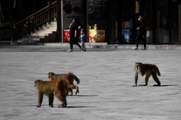 Monkeys walk in a square near the Bailong Elevator in Zhangjiajie National Forest Park, China's Hunan province. - Sputnik International